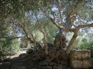 Ruines Romaines de  Tipaza Olivier et Pierres
