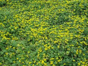 Végétation naturelle (Printemps de Tipaza)