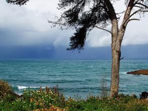 La Côte fleurie de Tipaza