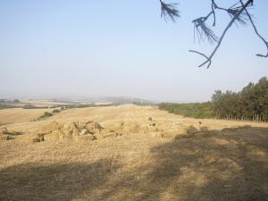 Champ Moissonné à Tipaza