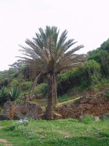 Ruines Romaines de Tipaza