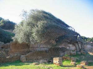 Ruines Romaines de Tipaza