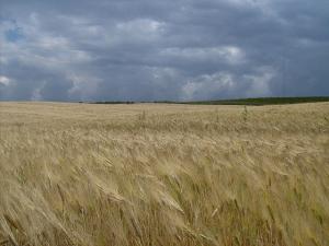 Champs de  Blé (Tipaza)