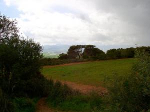 Verdure de Tipaza au Printemps