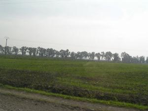 Champ agricole dans la périphérie de Tipaza