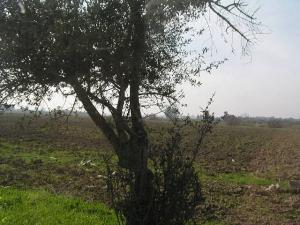 Champs Labourés aux abords de Tipaza