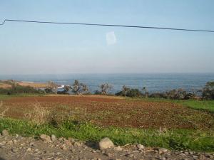 Champ agricole dans la périphérie de Tipaza