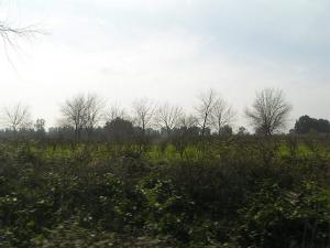 Champ arboricole aux abords de Tipaza