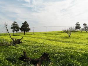 Champs de Moutarde sauvage (Tipaza)