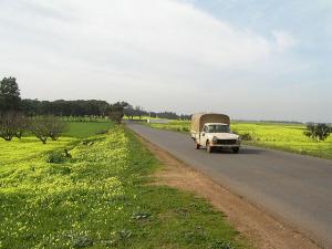 Champs de Moutarde sauvage (Tipaza)