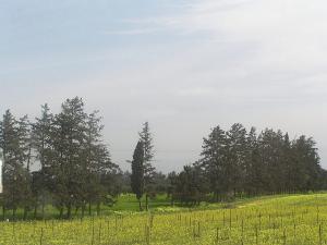 Champ agricole de Tipaza