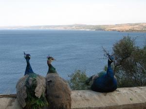 Côte de Tipaza (Paons)