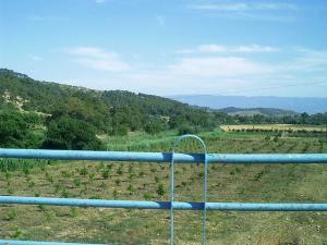 Champ arboricole à Tipaza
