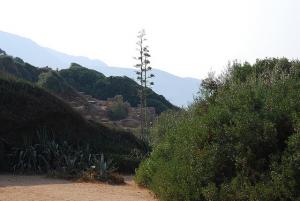 Vestiges Romains à Tipaza