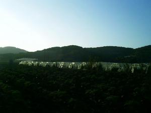 Culture sous serres près de Djebel Chenoua à Tipaza