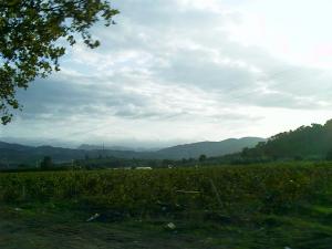 Champs agricole aux abords de Jebel Chenoua à Tipaza