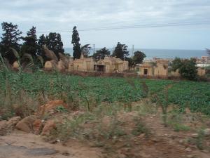 Cimetière chrétien de Tipaza