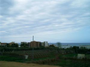 Agriculture de serre à Tipaza