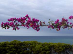 Forêt de Tipaza près du bord de mer