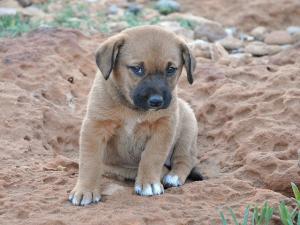 Un Chiot de Rencontre (Tipaza)