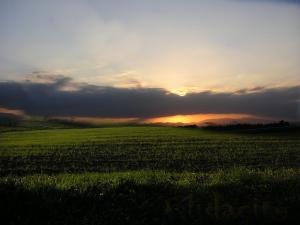 Champs agricoles de Tipaza
