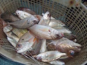 Palangrotte de Tipaza