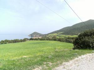 Prairies aux abords de la forêt de Tipaza