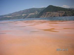 Les Oeufs de Sardines (Tipaza)