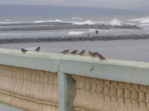 Oiseau de Blé (zawache azraa) Tipaza