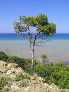 Pin d'Alep à Tipaza