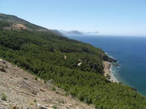 La Forêt de Beni Haoua à Tipaza