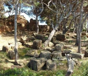 Tipaza Arbres poussant parmi les Ruines Romaines