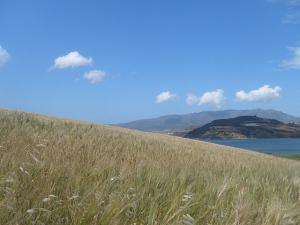 Champ de Blé prêt pour la Moisson