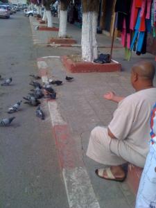 Les Pigeons à Tipaza