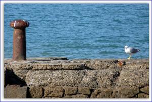 Le Port de Pêche de  Tipaza