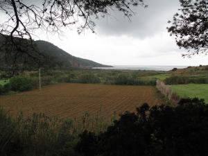 Champs agricoles à Tipaza