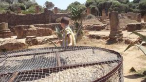 Les Monuments de Rome à Tipaza