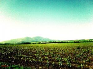 Champ Viticole à Tipaza