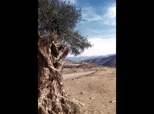 OUED-HAMLIL - ZEBOUDJA (Chlef) .