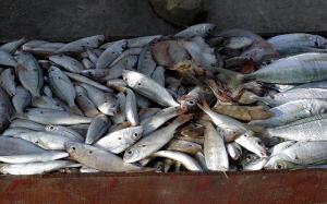 Marché de Poisson sur le Port de Tipaza