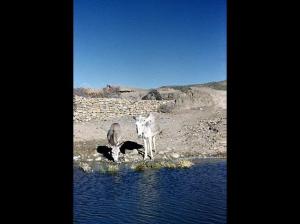 OUED-HAMLIL - ZEBOUDJA (Chlef).