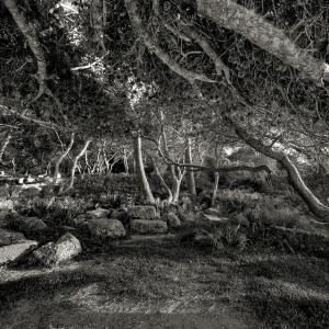 Ruines Romaines dans la Forêt de Tipaza