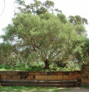 Les Ruines Romaines de Tipaza