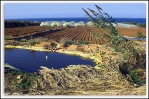 Paysage Champêtre  (Wilaya de Tipaza)