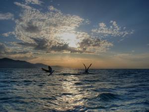 Au large de Gouraya (Wilaya de Tipaza)