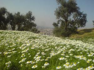 Les Marguerites toujours là pour nos yeux (Printemps à Tipaza)
