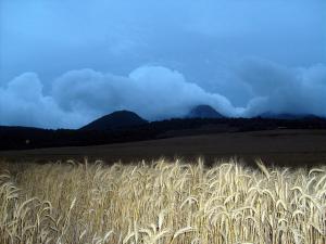 Champ de Blé près du Mont Chenoua à Tipaza
