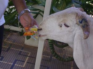 Moutons mangeant des bonbons à Tipaza )