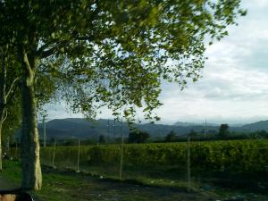 Jebel Chenoua (Wilaya de Tipaza)