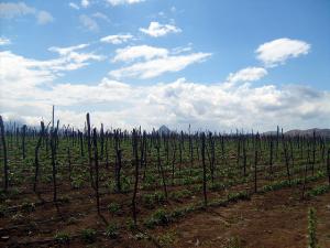 Champ Agricole à Tipaza